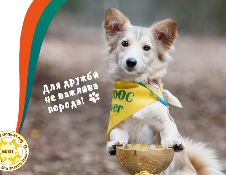 Запрошують "барбоси": у Києві відбудеться ювілейна виставка безпородних собак