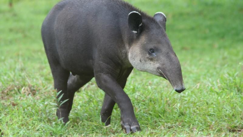 Через дефіцит їжі у Венесуелі крадуть тварин із зоопарку Через дефіцит їжі у Венесуелі крадуть тварин із зоопарку