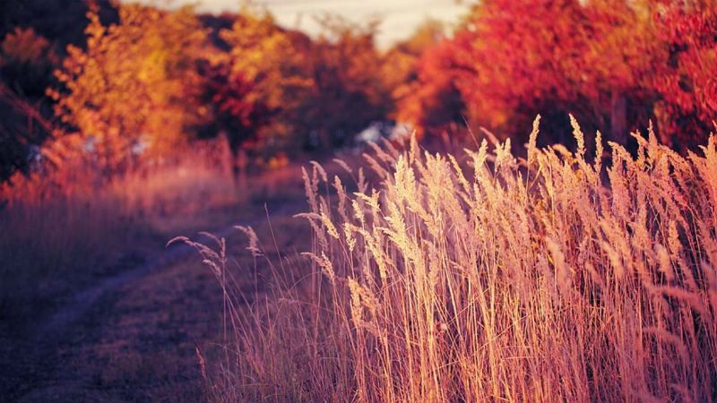 Погода 29 серпня в Украине: прогноз погоди від синоптиків Погода 29 серпня в Украине: прогноз погоди від синоптиків
