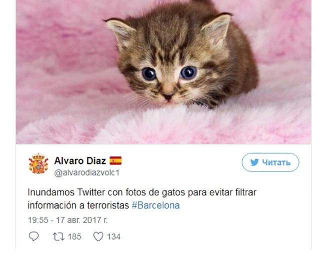 Після теракту в Барселоні користувачі Twitter почали масово постити котів