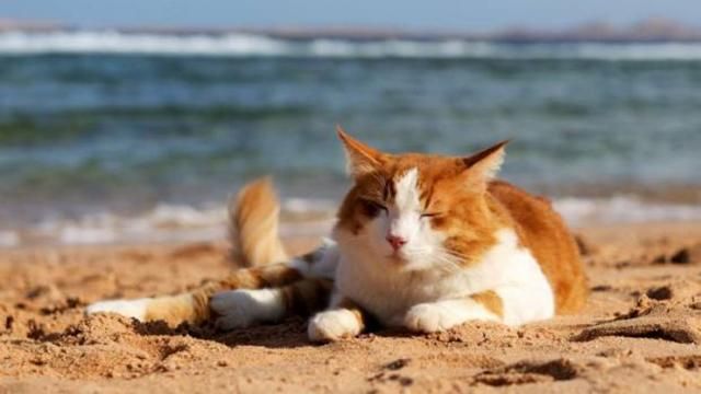 Прогноз погоди на 27 серпня в Україні від синоптиків Прогноз погоди на 27 серпня в Україні від синоптиків