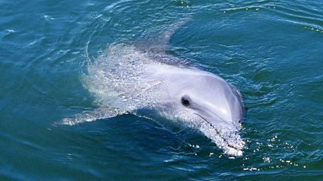 В українських морях почастішали випадки загибелі дельфінів