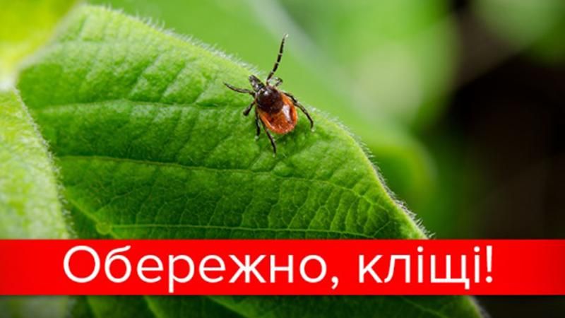 Небезпечні кліщі: на Львівщині 13 дітей заразилися хворобою Лайма після укусу Небезпечні кліщі: на Львівщині 13 дітей заразилися хворобою Лайма після укусу