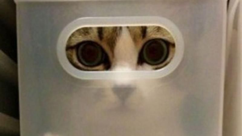 Необычные места отдыха котов: курьезная подборка фото