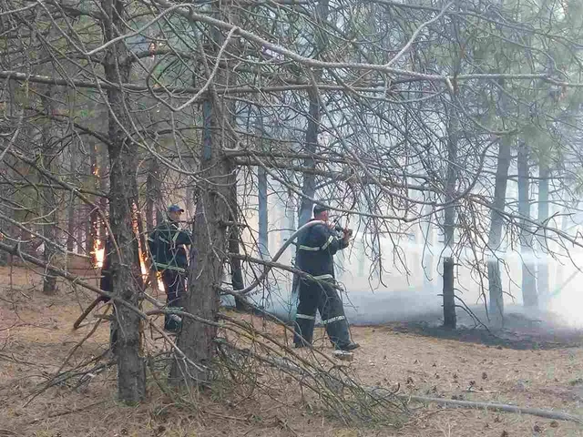Лісова пожежа в Миколаївській області 