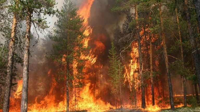 В Украине резко растет количество лесных пожаров