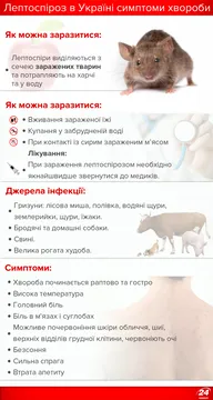 Лептоспіроз в Україні: симптоми хвороби