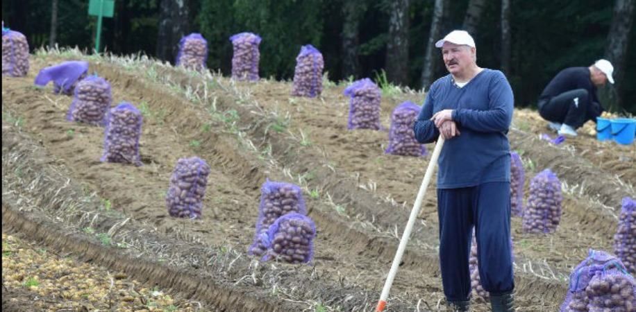 Аграрій Лукашенко зібрав небувалий урожай картоплі: фото, відео
