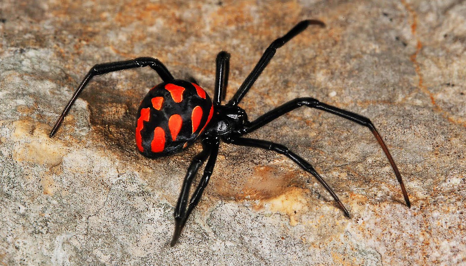 Смертельно небезпечний павук вкусив літню жінку в Миколаєві