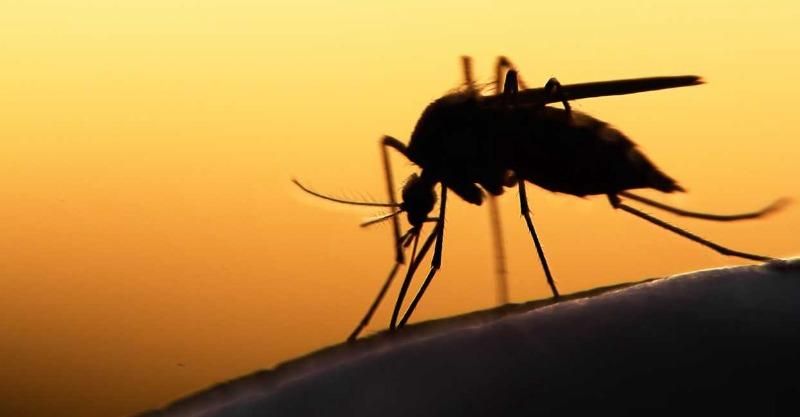 В Харькове зафиксировали случай заболевания малярией В Харькове зафиксировали случай заболевания малярией