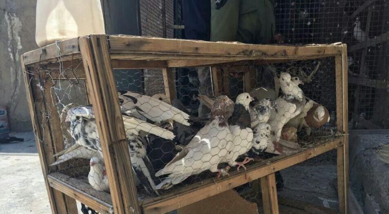 В Иране обнаружили и "задержали" голубей-наркодилеров