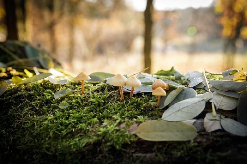 Якою буде погода восени: прогноз від синоптика Якою буде погода восени: прогноз від синоптика