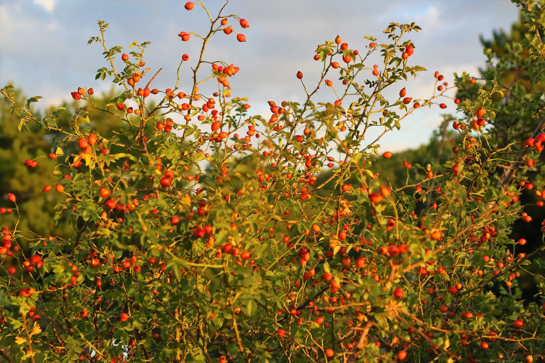 Колючий кустарник. Булановец колючий кустарник. Крунчхи колючий кустарник. Колючий кустарник Абхазии. Дарвин колючий кустарник.