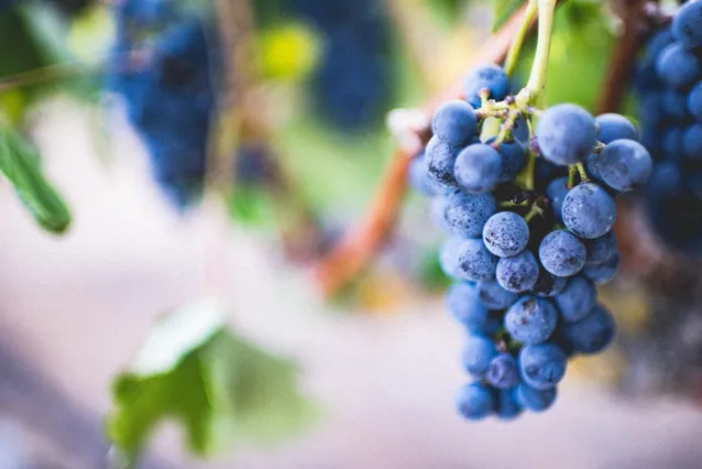 Сезон винограду – кінець серпня, вересень та початок жовтня 