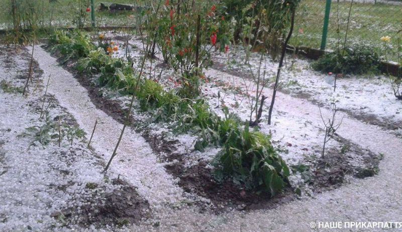 Прикарпаття засипало величезним градом: яскраві фото та відео Прикарпаття засипало величезним градом: яскраві фото та відео
