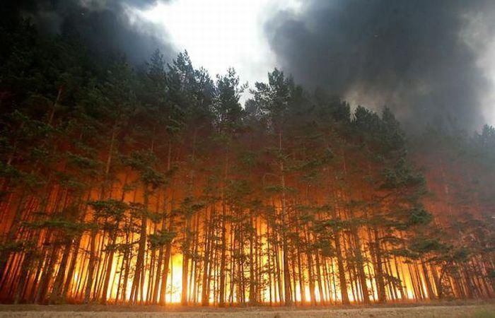 В Канаді та США вирують лісові пожежі