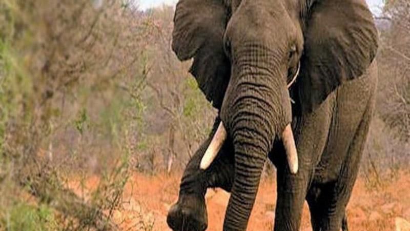 В Індії слон затоптав чоловіка В Індії слон затоптав чоловіка