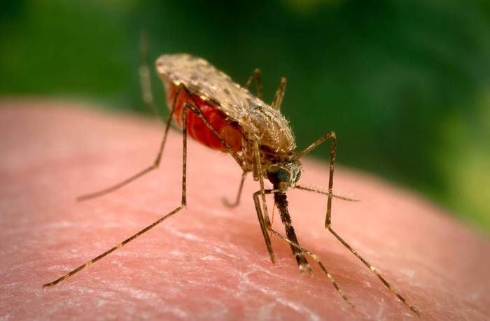 Дитина померла через укус небезпечного комара