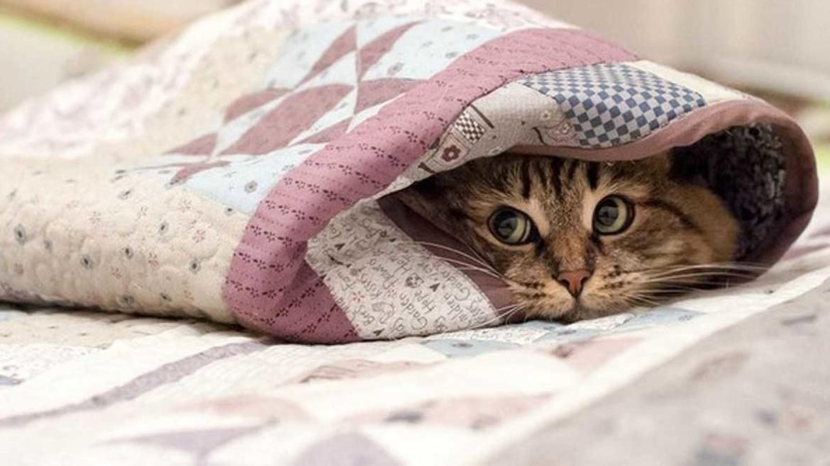 Сьогодні в Києві очікується одна з найхолодніших ночей в Україні Сьогодні в Києві очікується одна з найхолодніших ночей в Україні