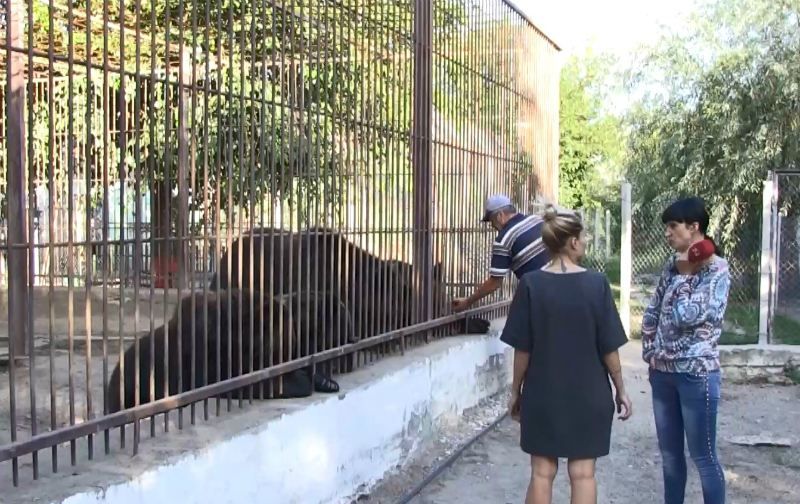 Большое переселение: херсонские медведи "мигрируют" на запад Большое переселение: херсонские медведи "мигрируют" на запад