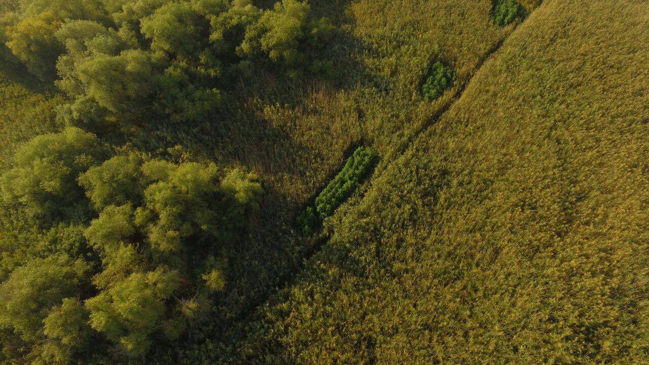 В полиции показали как выглядят "конопляные" поля с воздуха