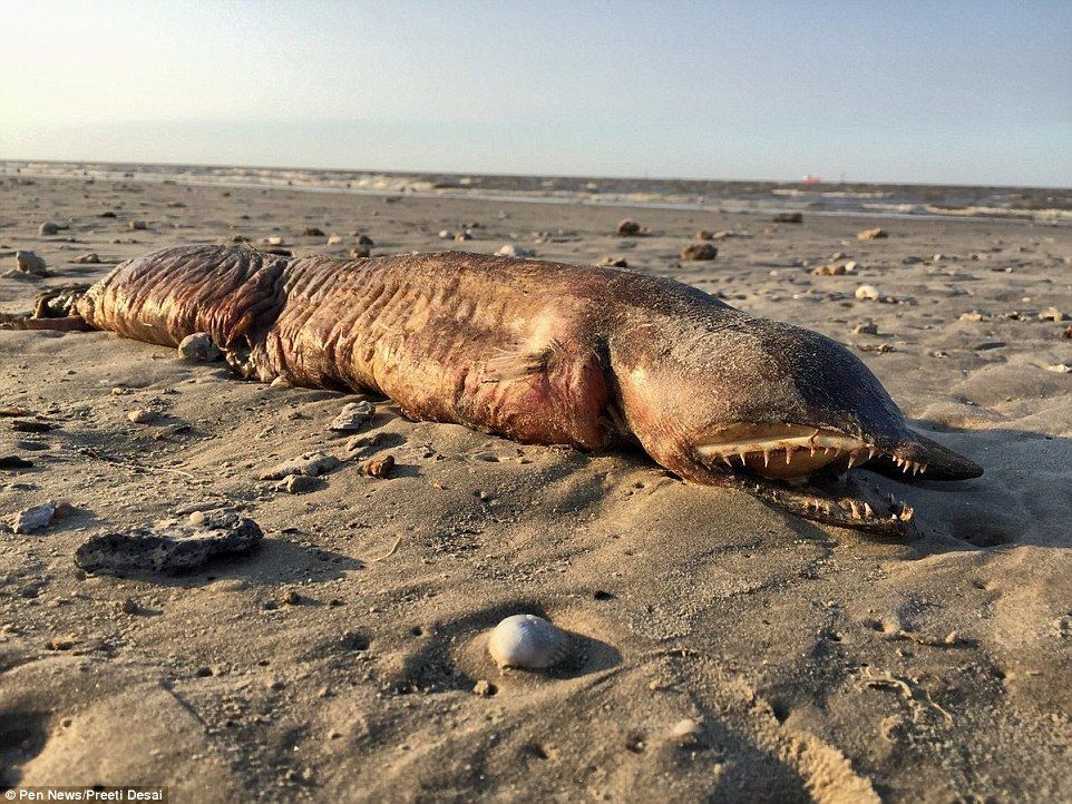 На берег США викинуло невідому страхітливу істоту: з'явились фото