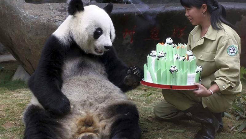 Найбільша і найстарша у світі панда Басі померла у Китаї
