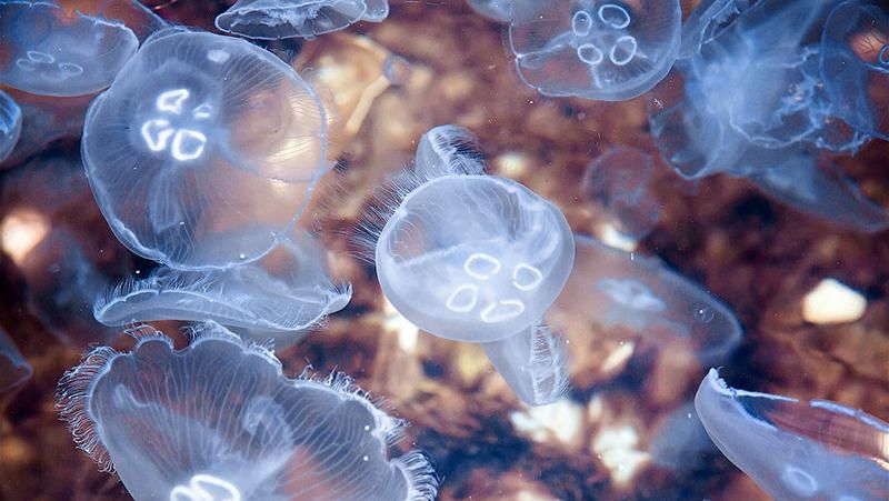 Курортні пляжі Одеси атакували небезпечні медузи