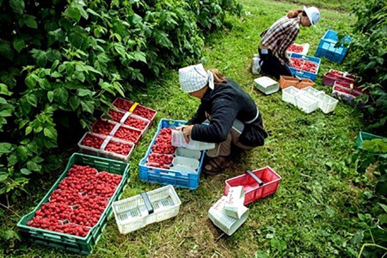 У Польщі вводять податок на сезонних робітників з України