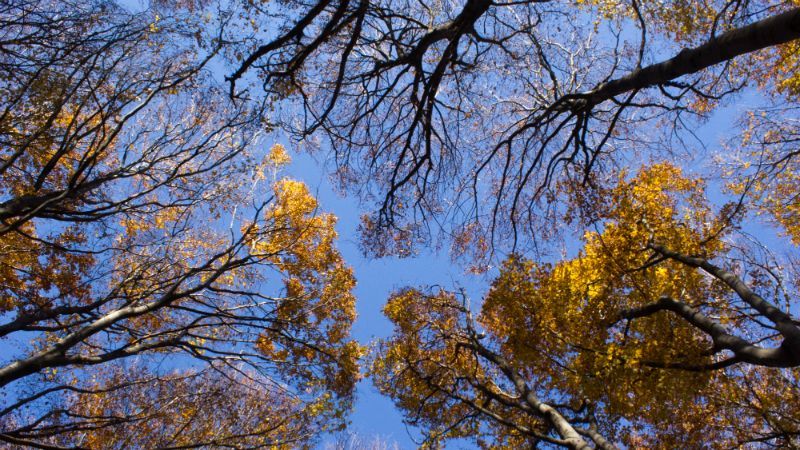 Прогноз погоди на 16 вересня: бабине літо заполонить Україну, але місцями – дощі Прогноз погоди на 16 вересня: бабине літо заполонить Україну, але місцями – дощі