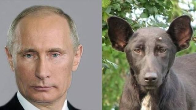 Путин-"собака": появилась забавная карикатура на главу Кремля