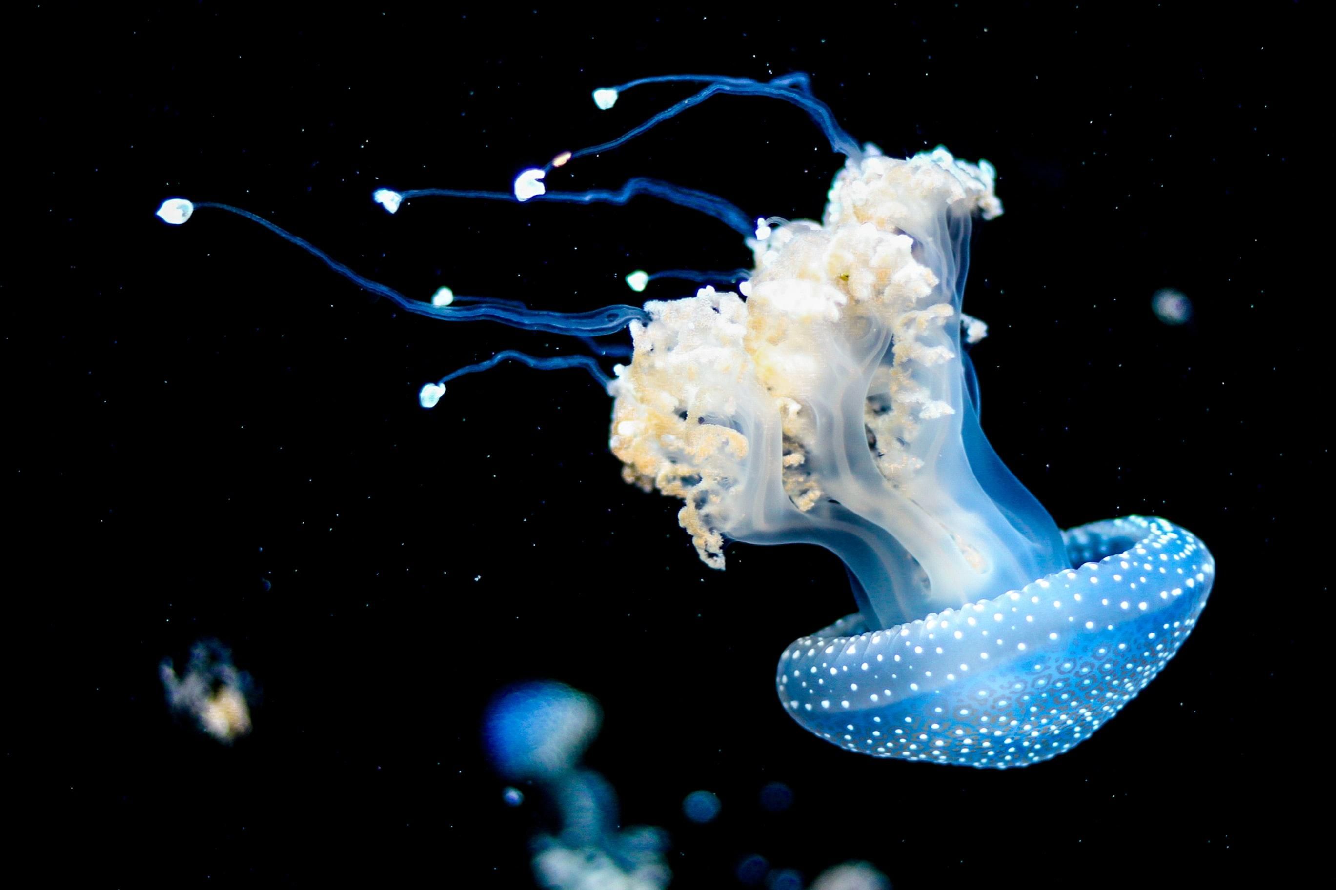 Если ужалила медуза: что делать – важные советы
