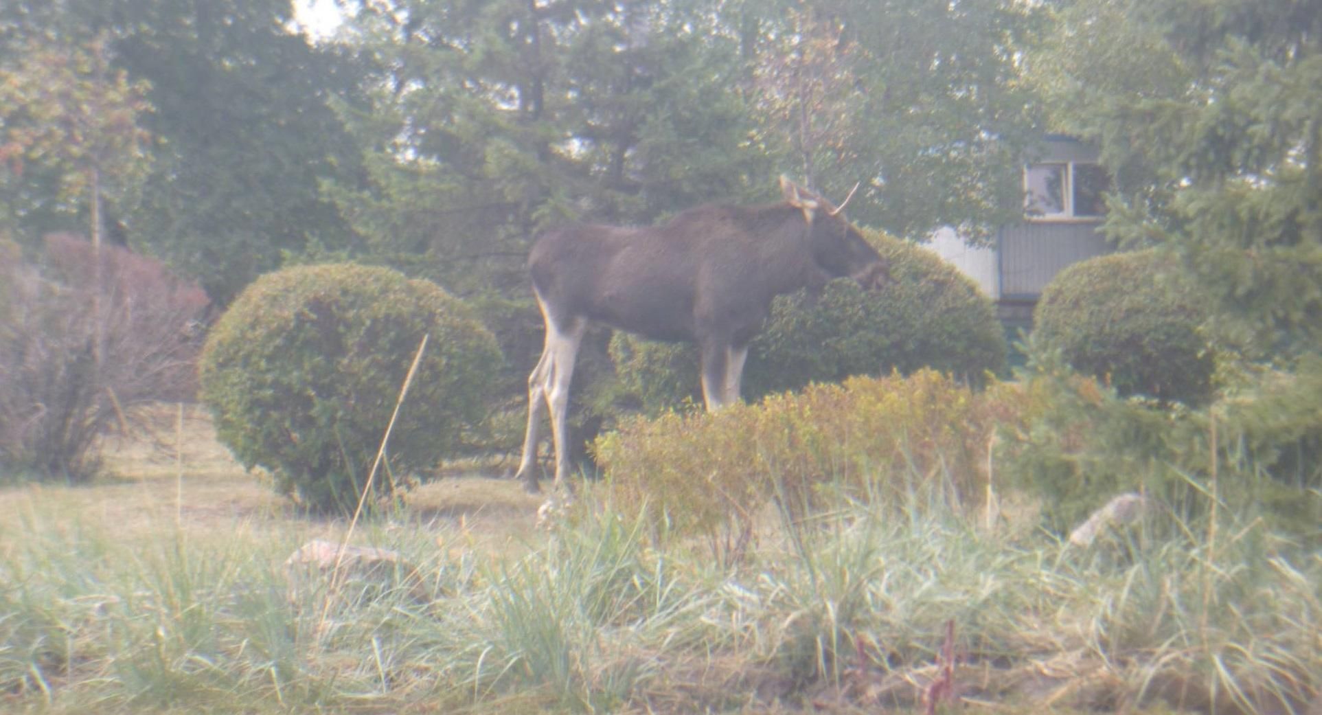До Києва забрів лось: опублікували фото До Києва забрів лось: опублікували фото