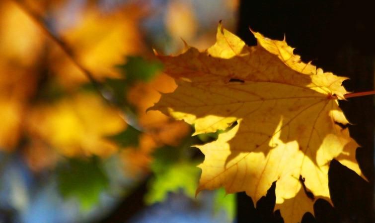 Спекотна осінь: Київ встановив новий температурний рекорд Спекотна осінь: Київ встановив новий температурний рекорд