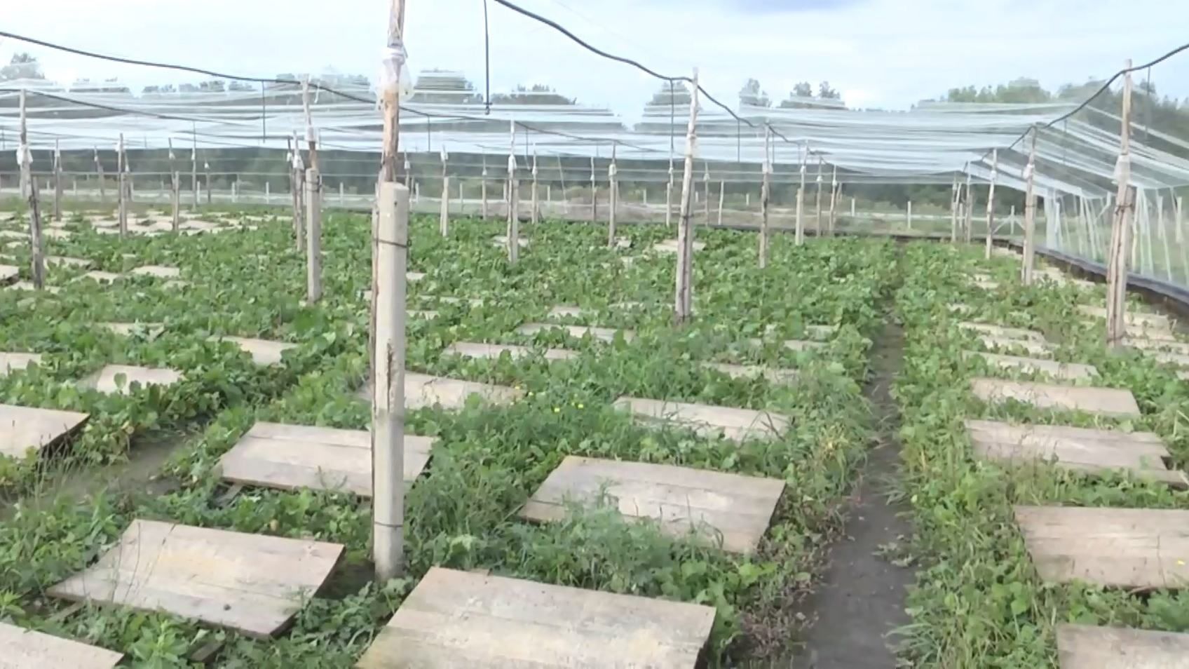 Тернопольский фермер выращивает французский деликатес: захватывающие кадры Тернопольский фермер выращивает французский деликатес: захватывающие кадры