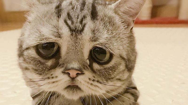 Мережу розчулило дуже сумне кошеня: фото