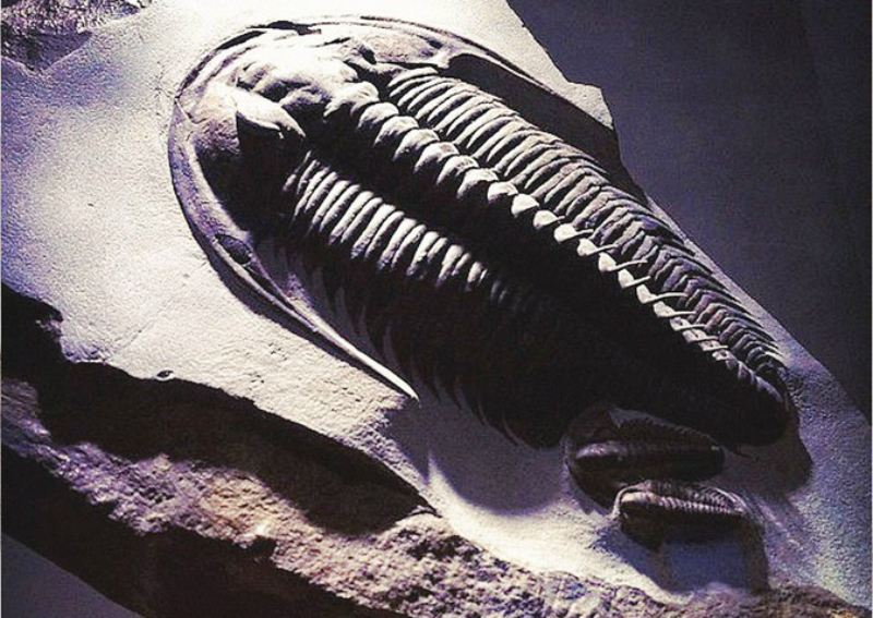 В Швеции создали полноценную трехмерную модель одного из древнейших земных существ