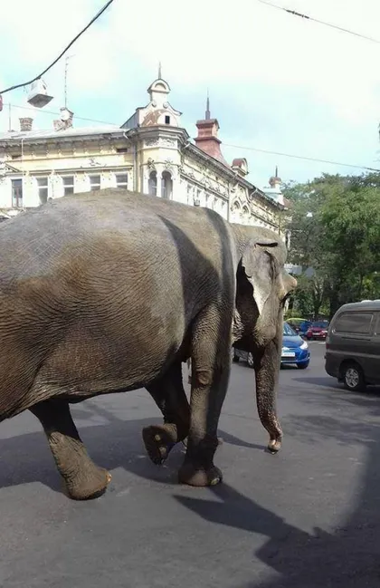 Слон в Одесі Слон в Одесі