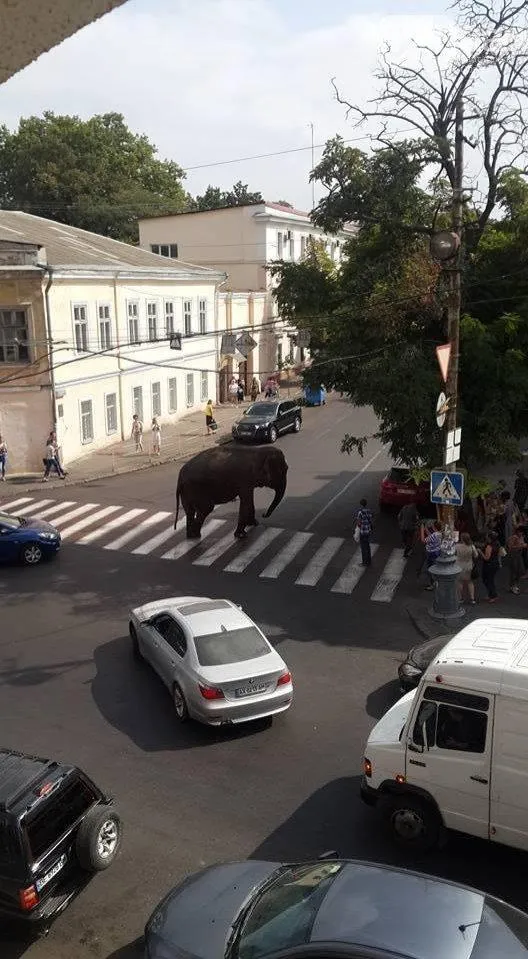 Слон в Одесі