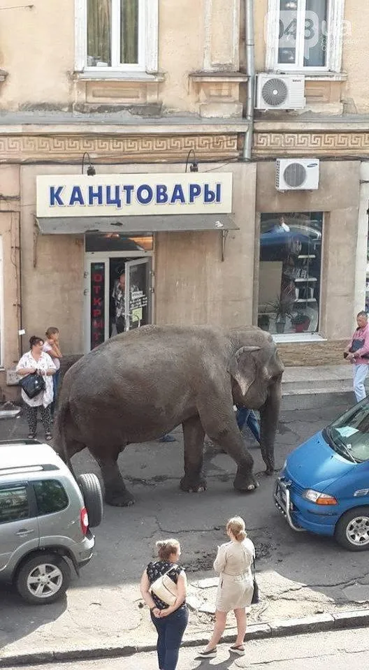 Слон в Одесі Слон в Одесі