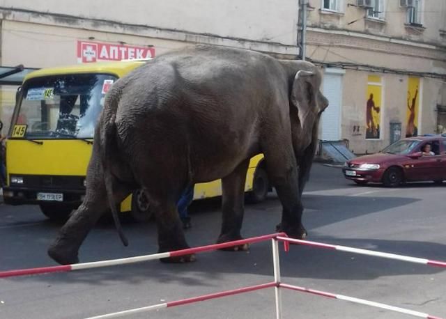 По центру Одессы прогулялся огромный слон: опубликованы фото