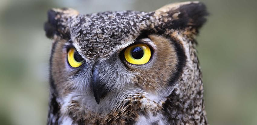 Львівські поліцейські врятували сову, яка травмувала крило Львівські поліцейські врятували сову, яка травмувала крило