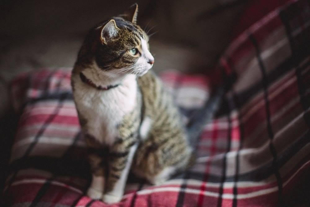 Погода 26 вересня на Україну суне антициклон Погода 26 вересня на Україну суне антициклон