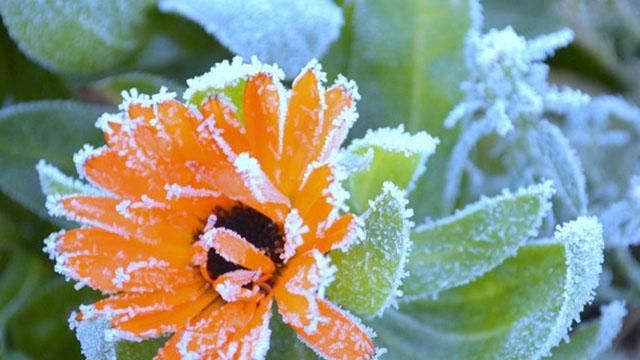Заморозки в Украине в ночь на 27 сентября: список областей Заморозки в Украине в ночь на 27 сентября: список областей