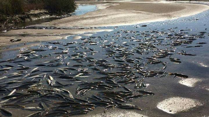 Стала відома причина масової гибелі риби в Молочному лимані Стала відома причина масової гибелі риби в Молочному лимані