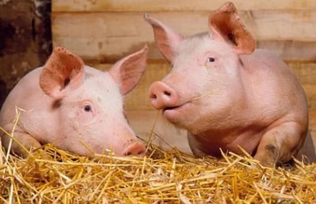 Во Львовской области зафиксировали вспышку африканской чумы свиней