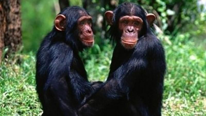 Опасны ли обезьяны, которые напали на работника зоопарка в Харькове Опасны ли обезьяны, которые напали на работника зоопарка в Харькове