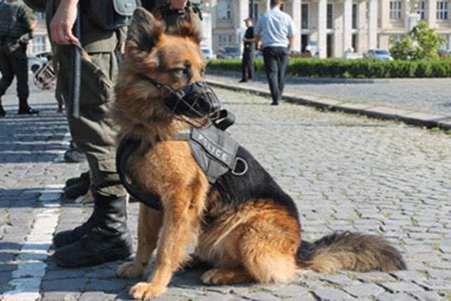 Як на Закарпатті змагалися кінологи: фото Як на Закарпатті змагалися кінологи: фото