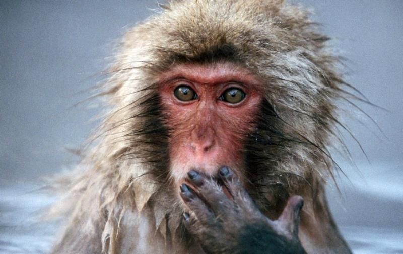 Афера століття: науковці РФ нажилися 500 мільйонами рублів на макаках
Афера століття: науковці РФ нажилися 500 мільйонами рублів на макаках