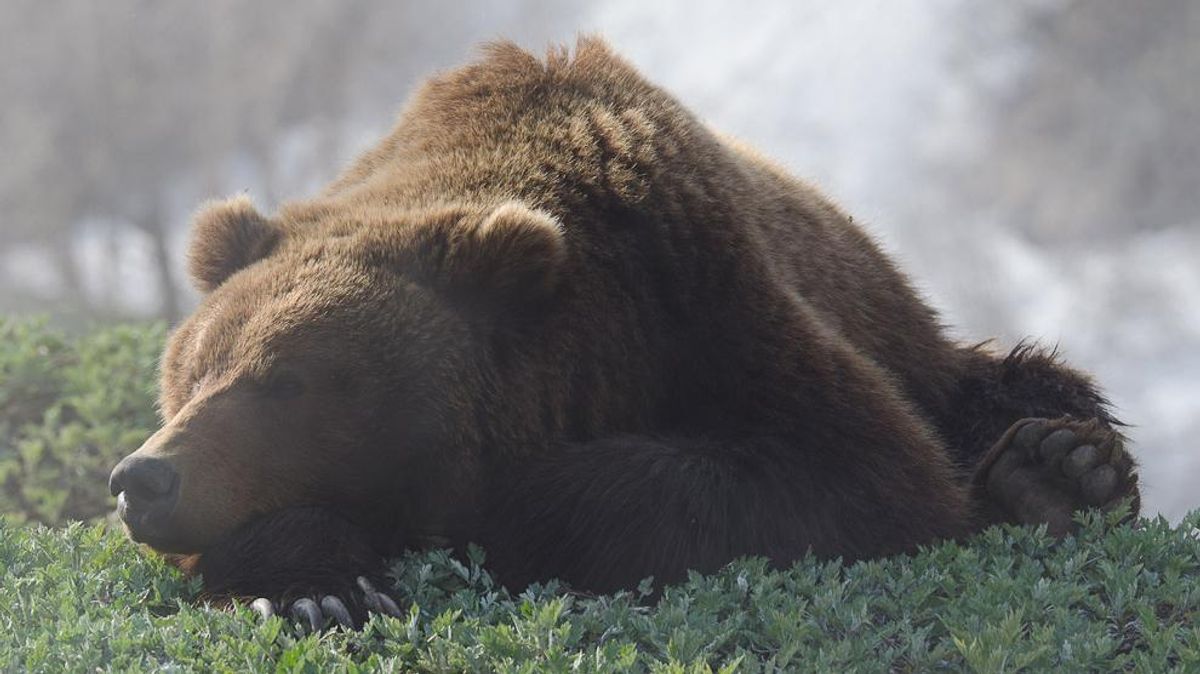 К чему снится много медведей. Медведь лежит. Медвежонок лежит. Лежачий медведь. Спящий медведь.